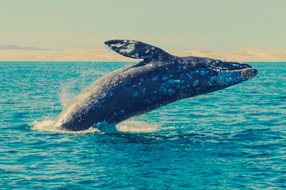 BALLENA GRIS
